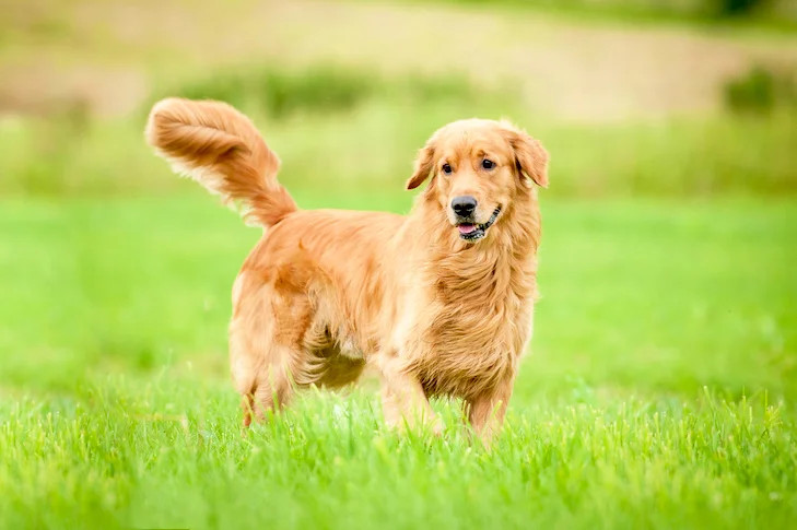 如何正确梳理金毛犬的毛发？