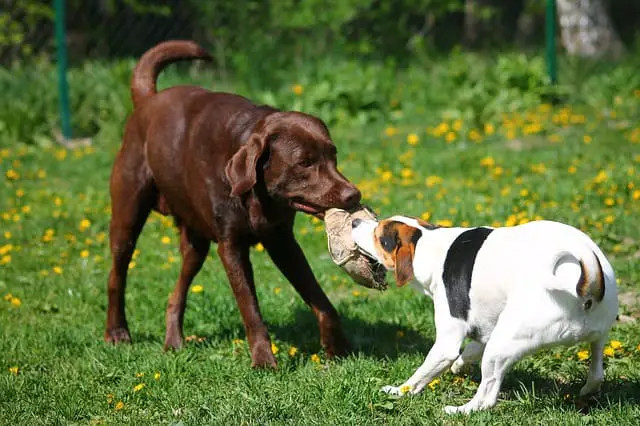 拉布拉多犬是否容易与其他犬种相处？
