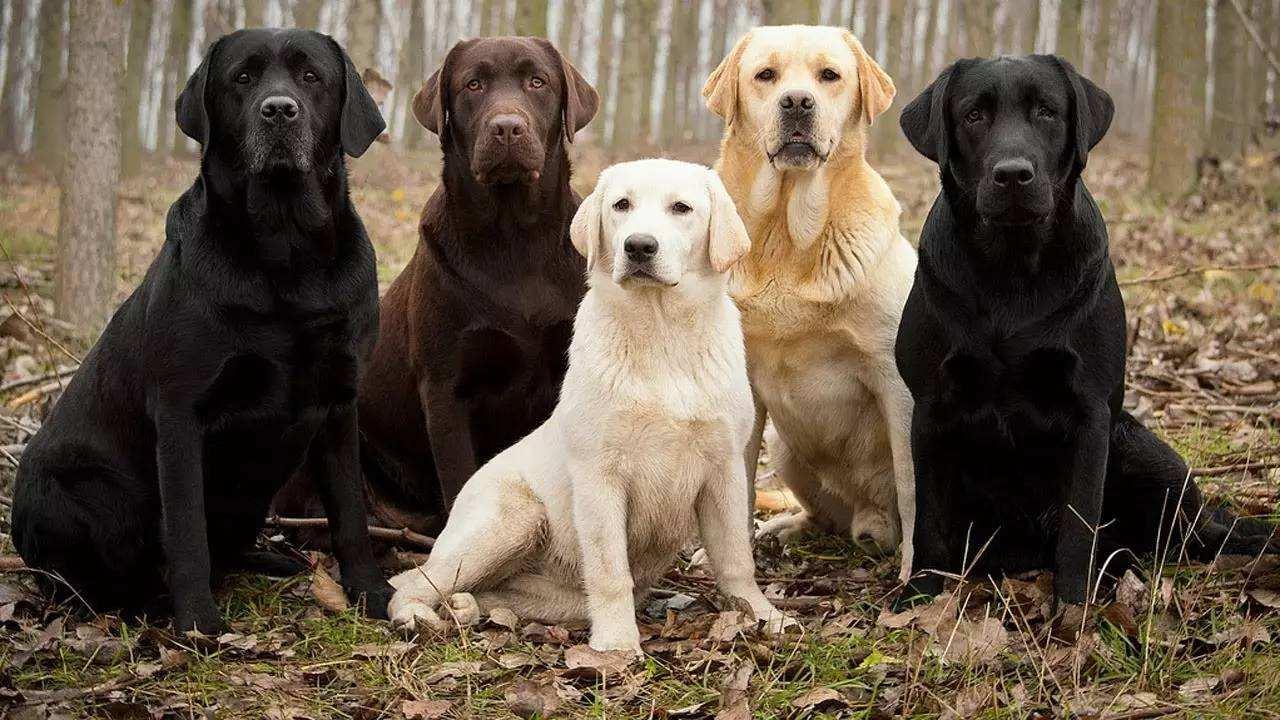 拉布拉多犬是否对天气变化敏感？