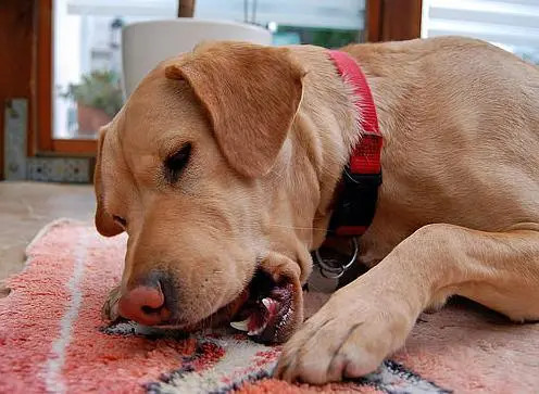如何训练拉布拉多犬不乱咬东西？