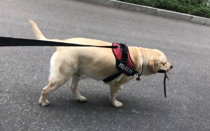 主人带拉布拉多犬出去散步
