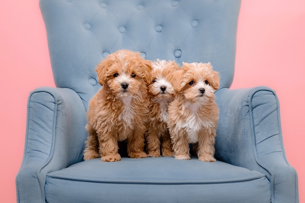 坐在干净沙发上远离灰尘的三只泰迪犬幼犬