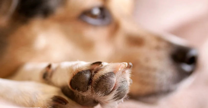 拉布拉多犬需要修剪脚周围的毛发吗？