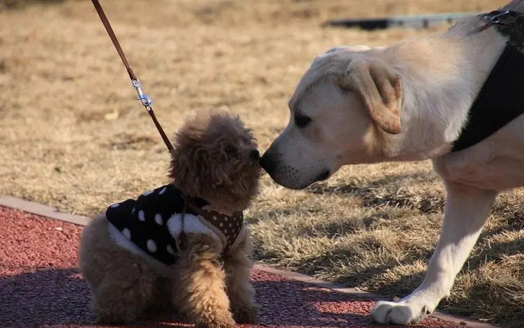 如何训练泰迪犬与其他狗狗友好相处？ 