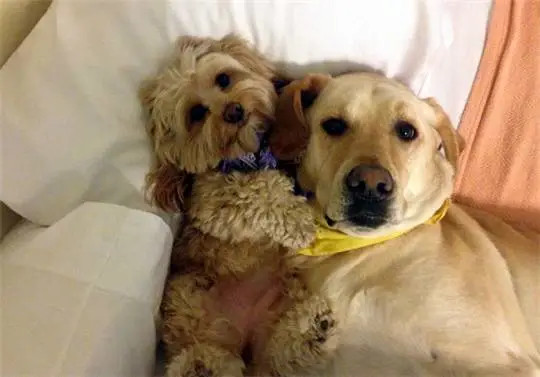 泰迪犬与拉布拉多犬友好相处