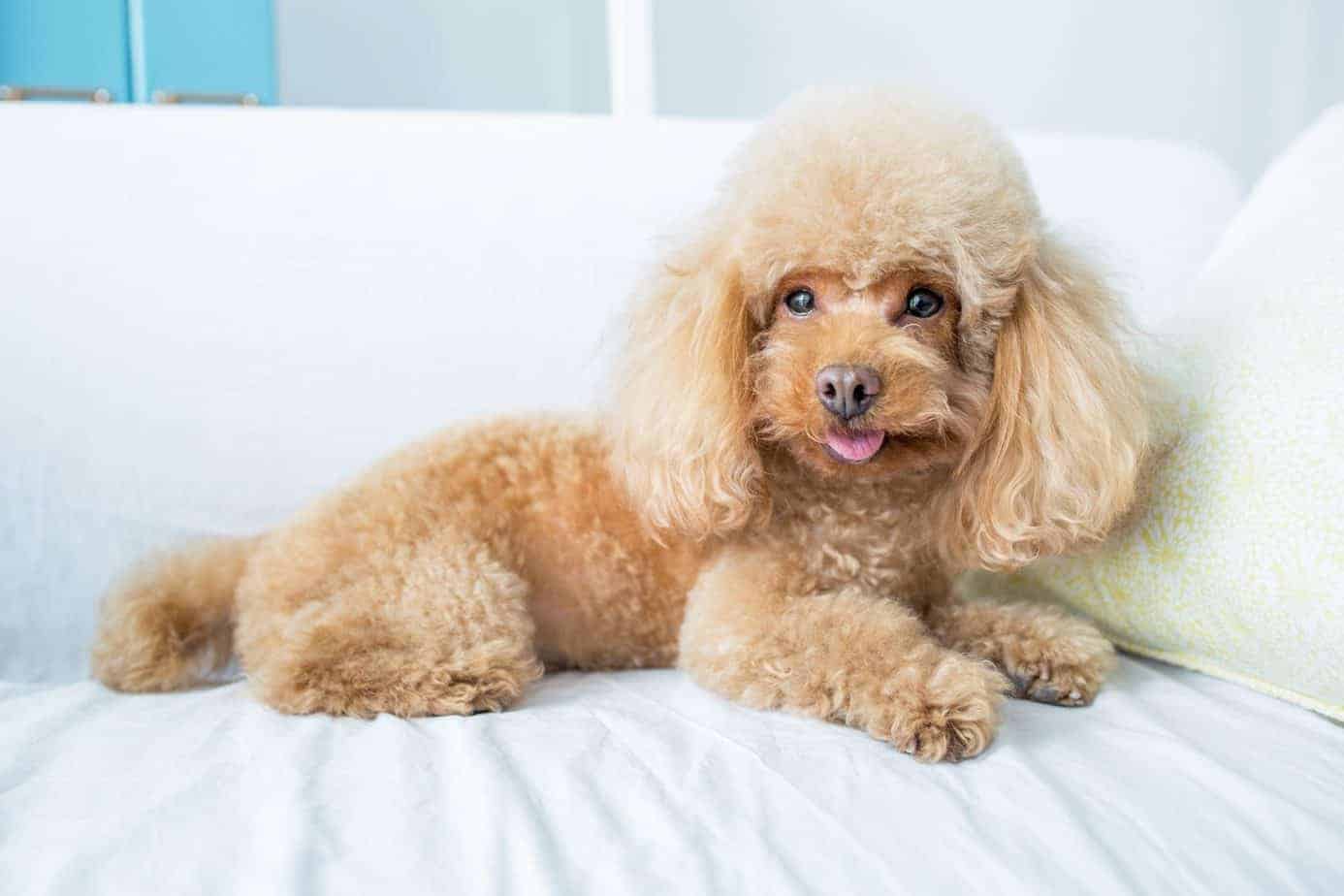 避免资源竞争有利于泰迪犬与其他狗狗友好相处