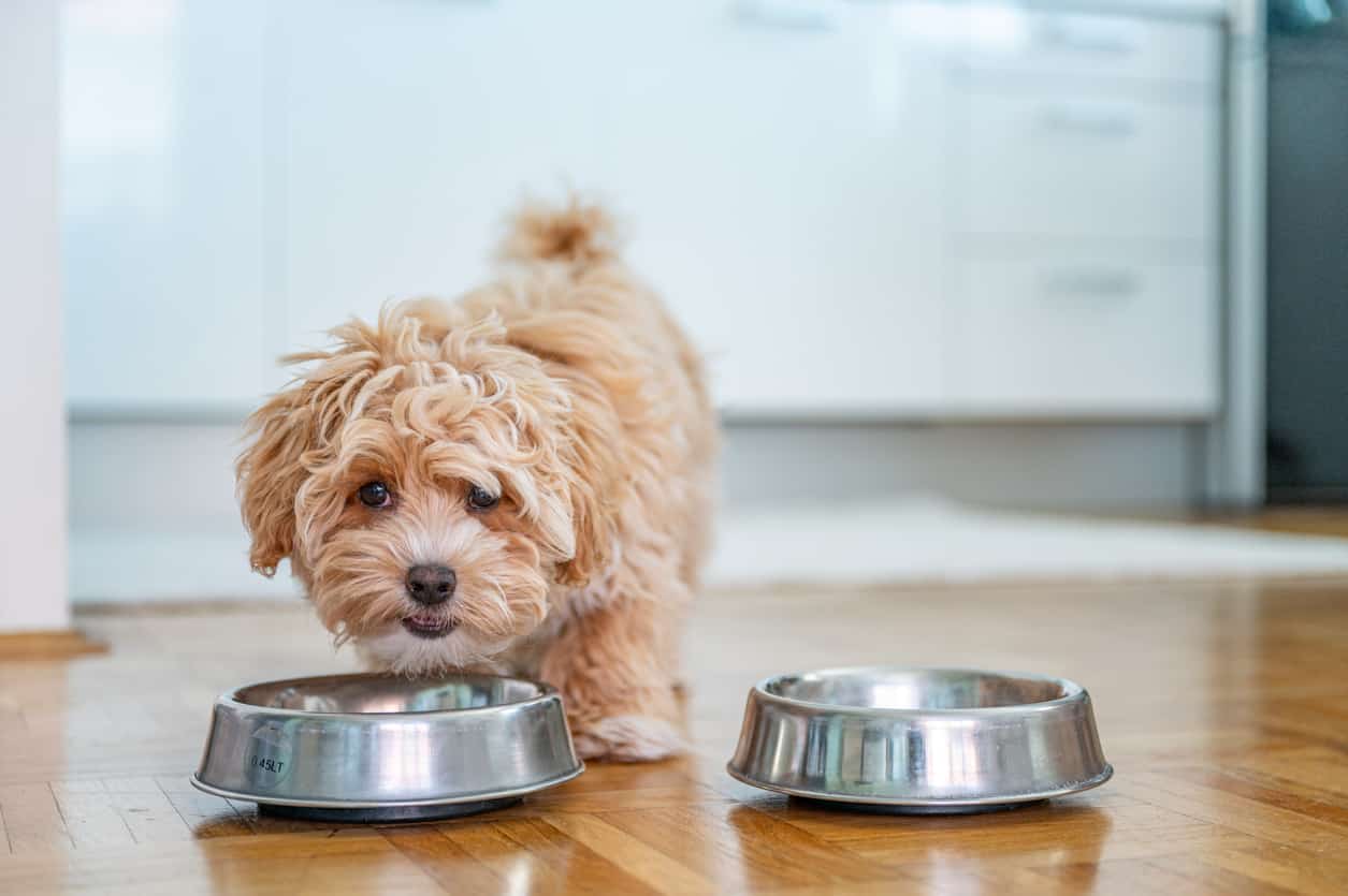 泰迪犬需要每天多少次的饮食？