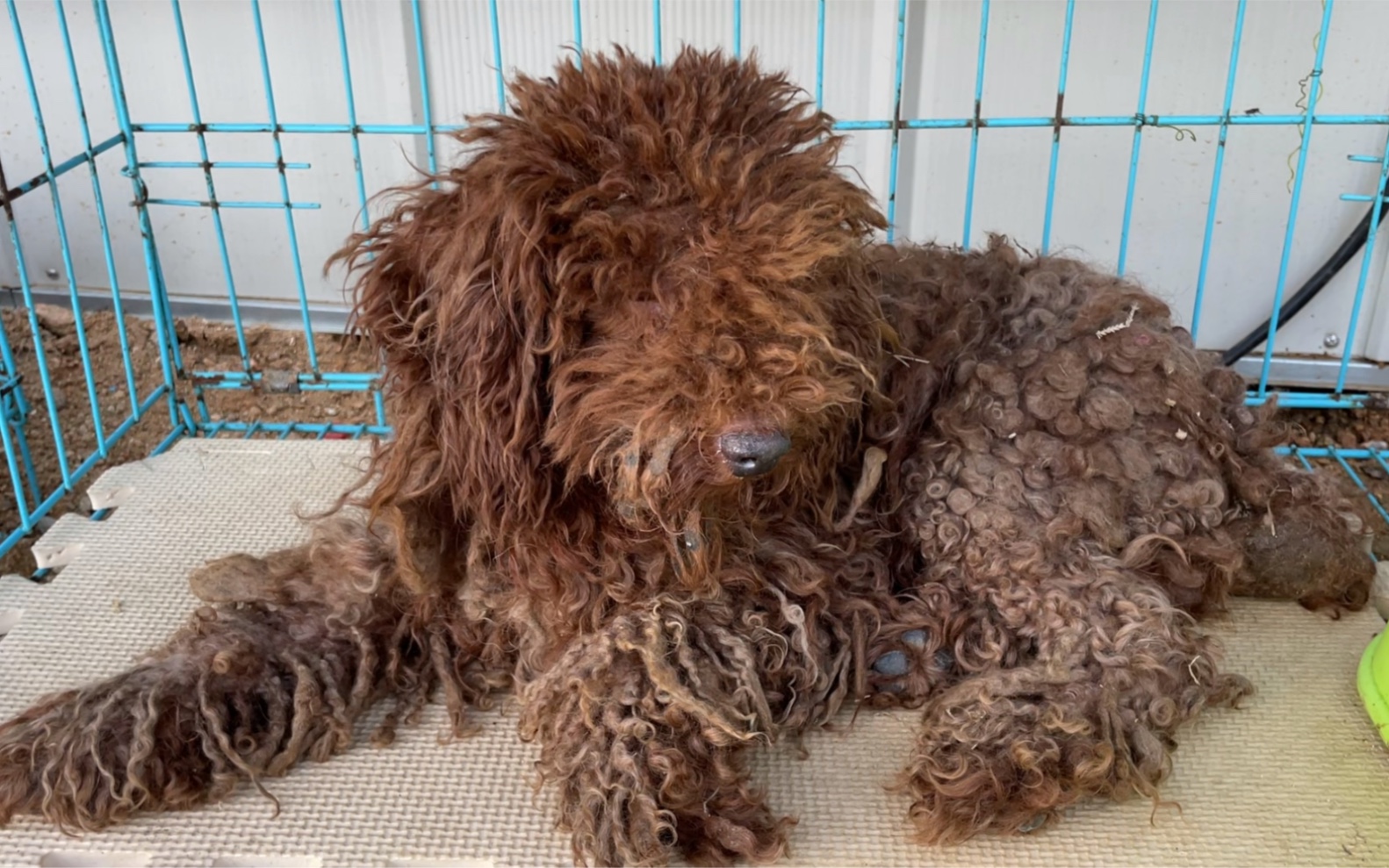 毛发打结的泰迪犬
