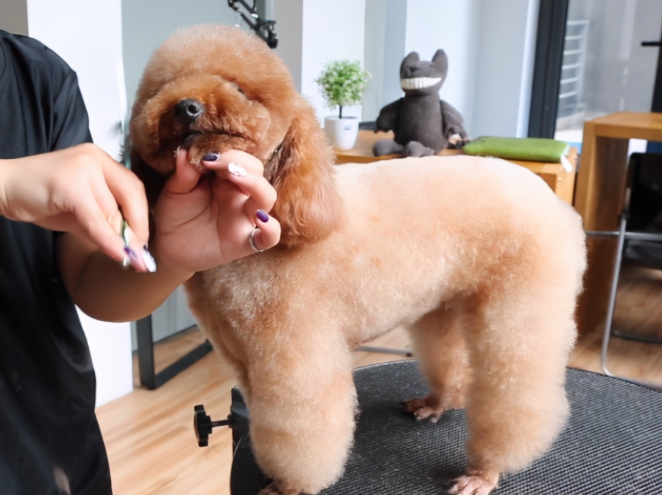 主人在给泰迪犬修剪打结毛发