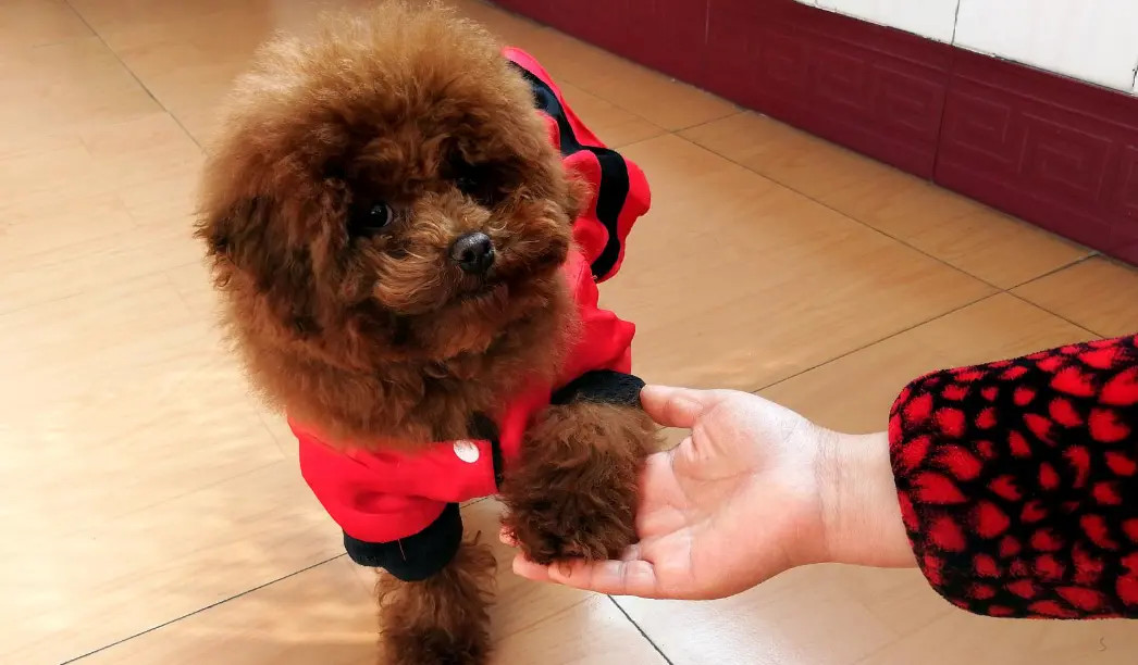 泰迪犬如何学会握手的指令？
