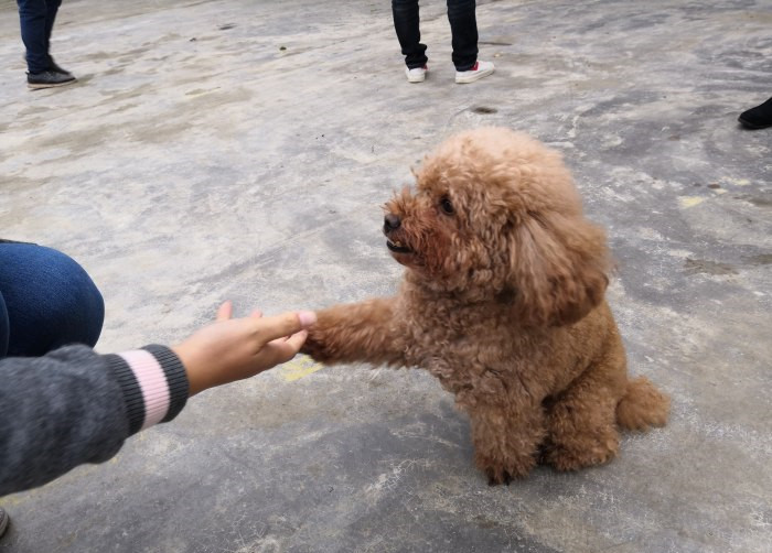 主人在引导泰迪犬与自己握手