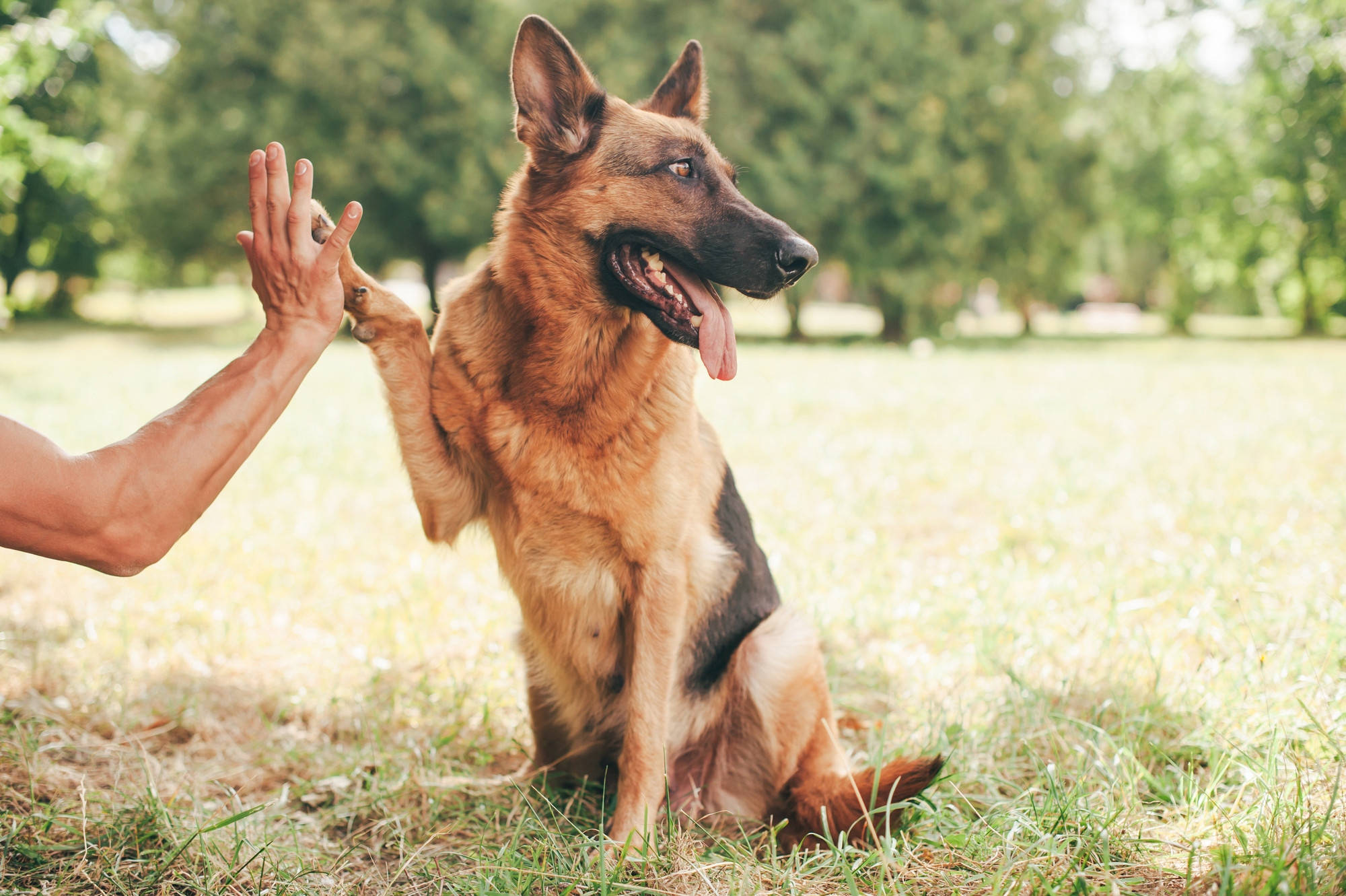 如何训练德国牧羊犬参与搜救或其他工作任务？