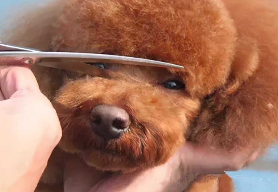 主人在给泰迪犬修剪毛发
