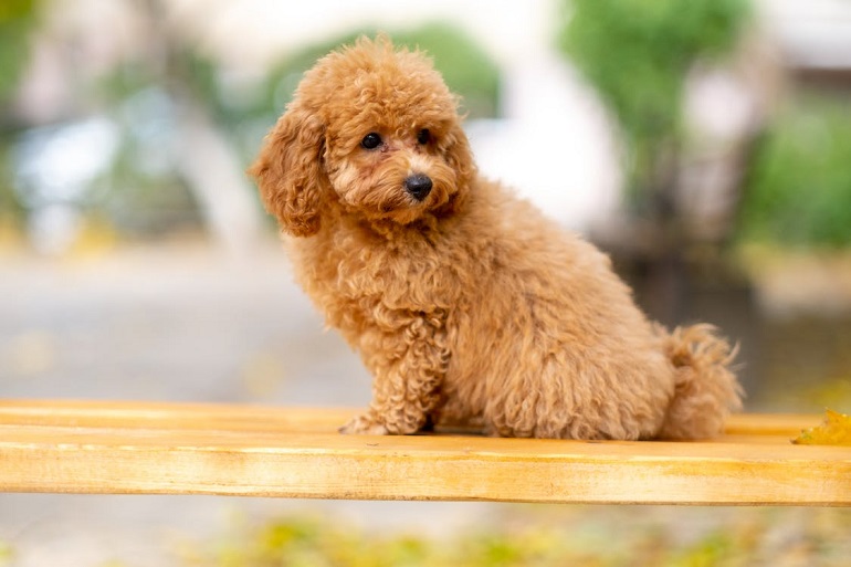 泰迪犬容易掉毛吗？
