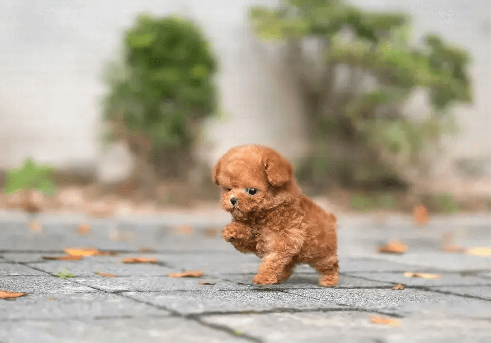 泰迪犬的活跃水平是怎样的？