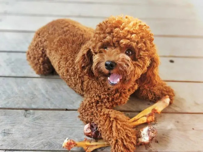 室内活动的泰迪犬