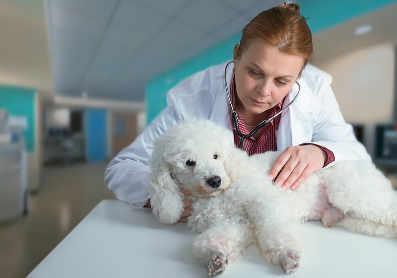 定期给泰迪犬做身体检查