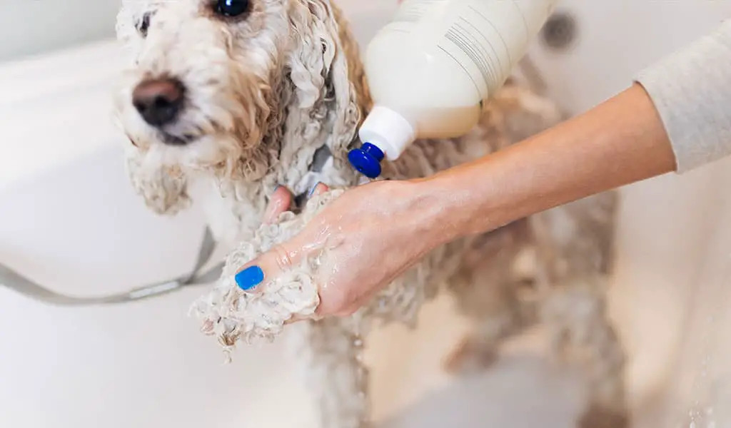 泰迪犬需要经常洗澡吗？