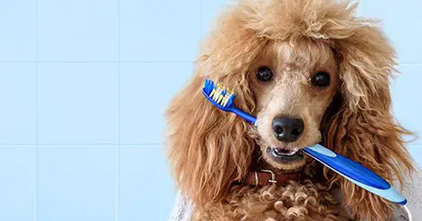 泰迪犬是否需要定期检查牙齿？