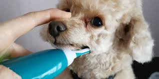主人帮泰迪犬清理牙齿