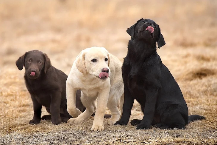 拉布拉多犬是否需要专业的训练师进行训练？