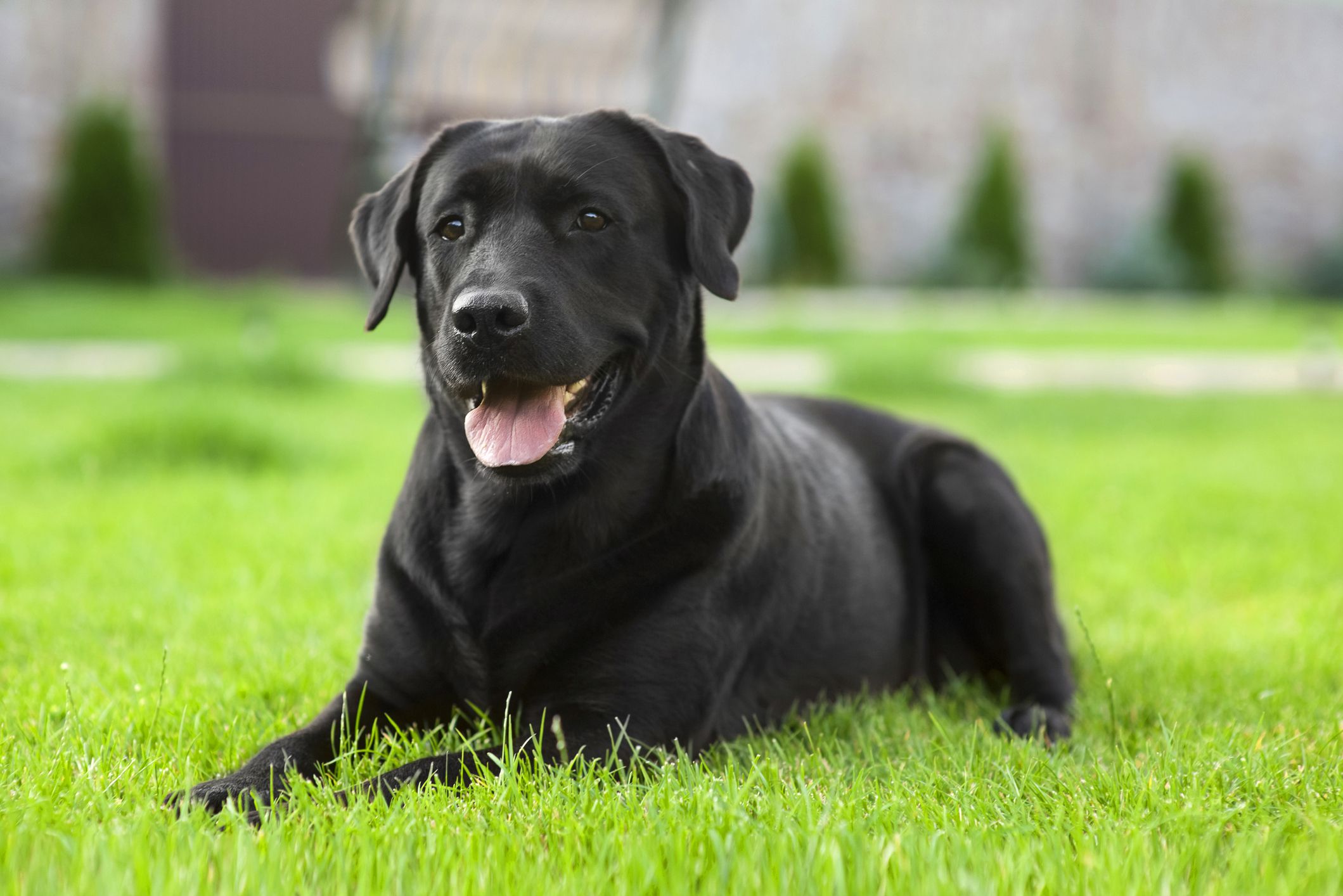 拉布拉多犬是否容易学会和遵守家规？ 