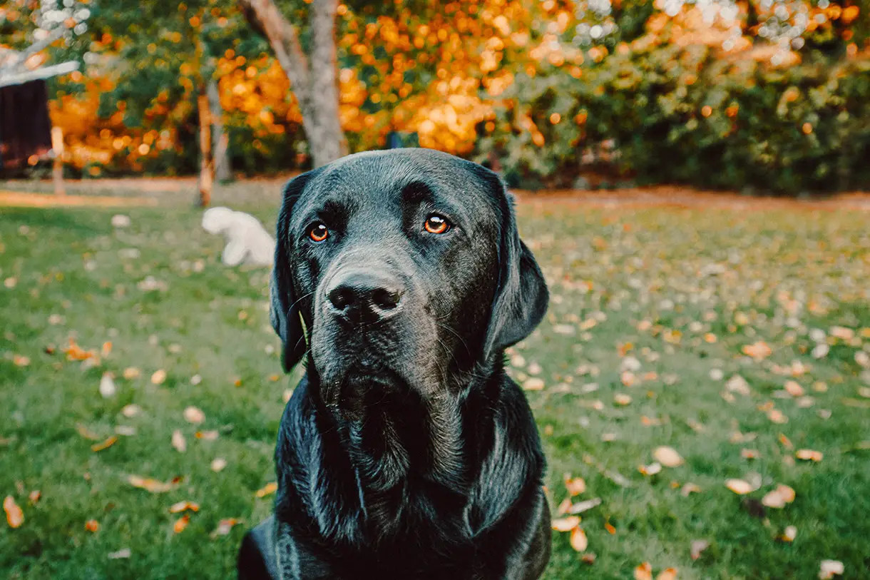 拉布拉多犬是否容易患有眼部疾病？
