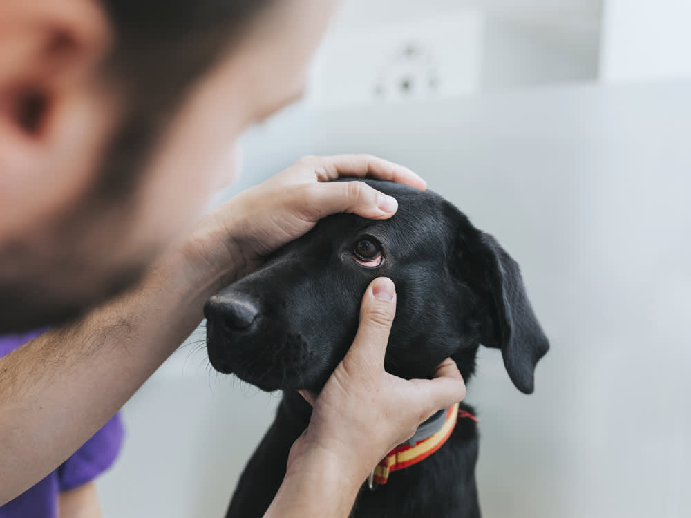 眼部患病的黑色拉布拉多犬