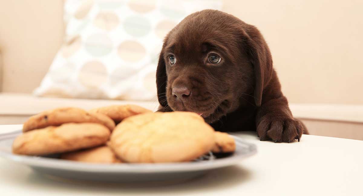 拉布拉多犬是否容易对食物和奖励产生兴趣？ 