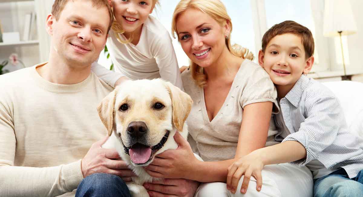 拉布拉多犬与家人在一起