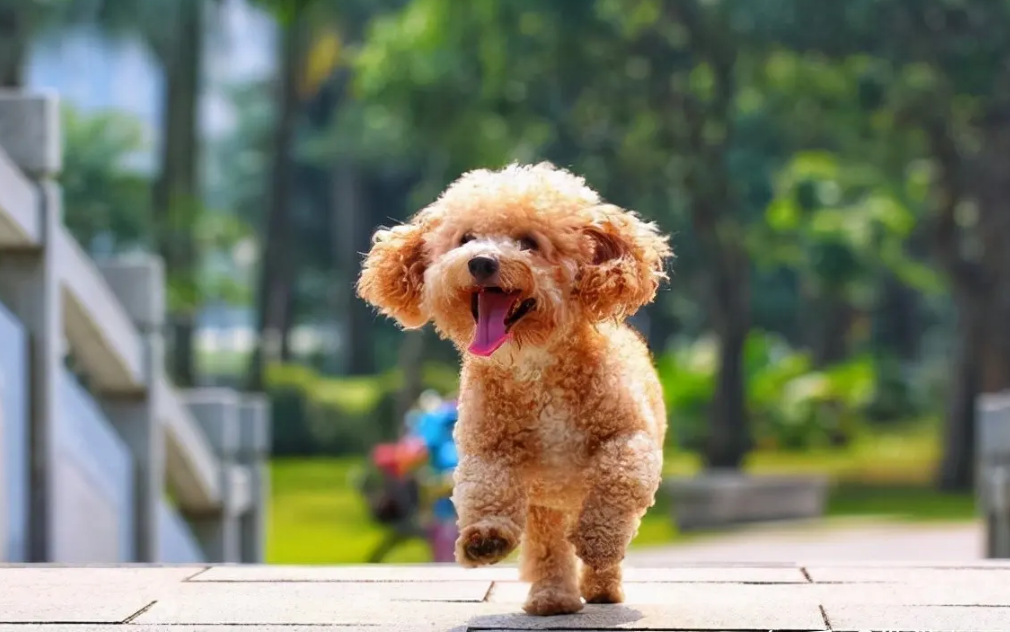 在户外运动的泰迪犬