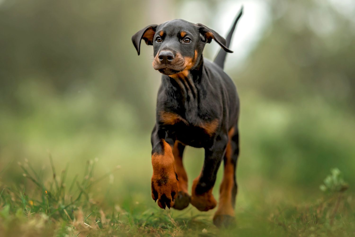 杜宾犬幼犬