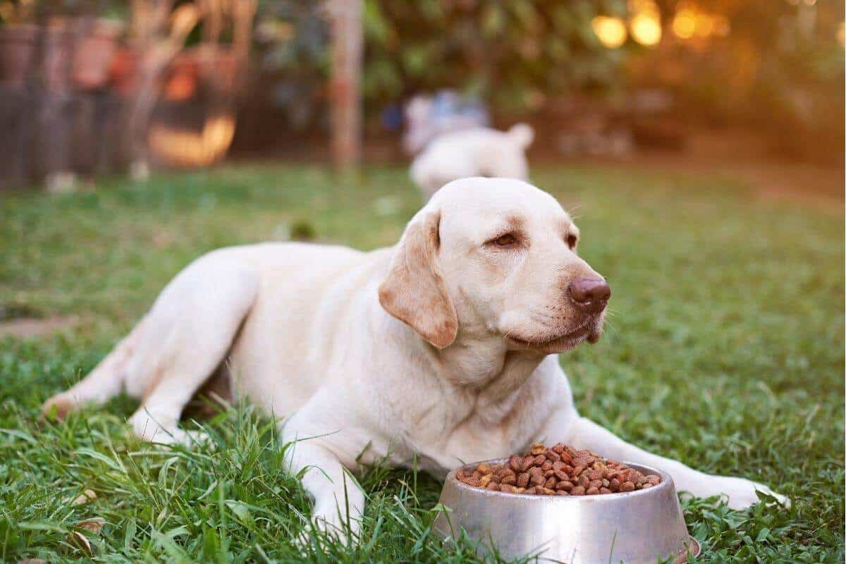 获得食物奖励的拉布拉多犬