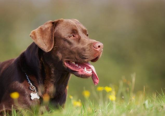巧克力色拉布拉多犬