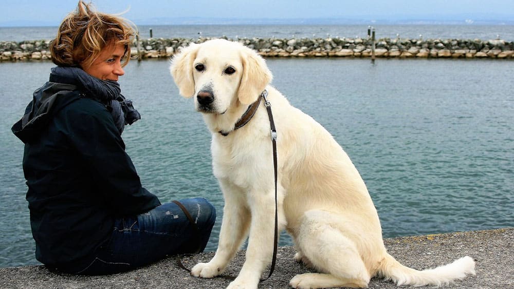 如何训练拉布拉多犬遵守公共场所规则？