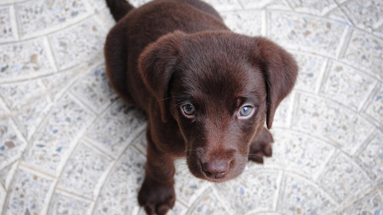 害怕主人惩罚的拉布拉多犬
