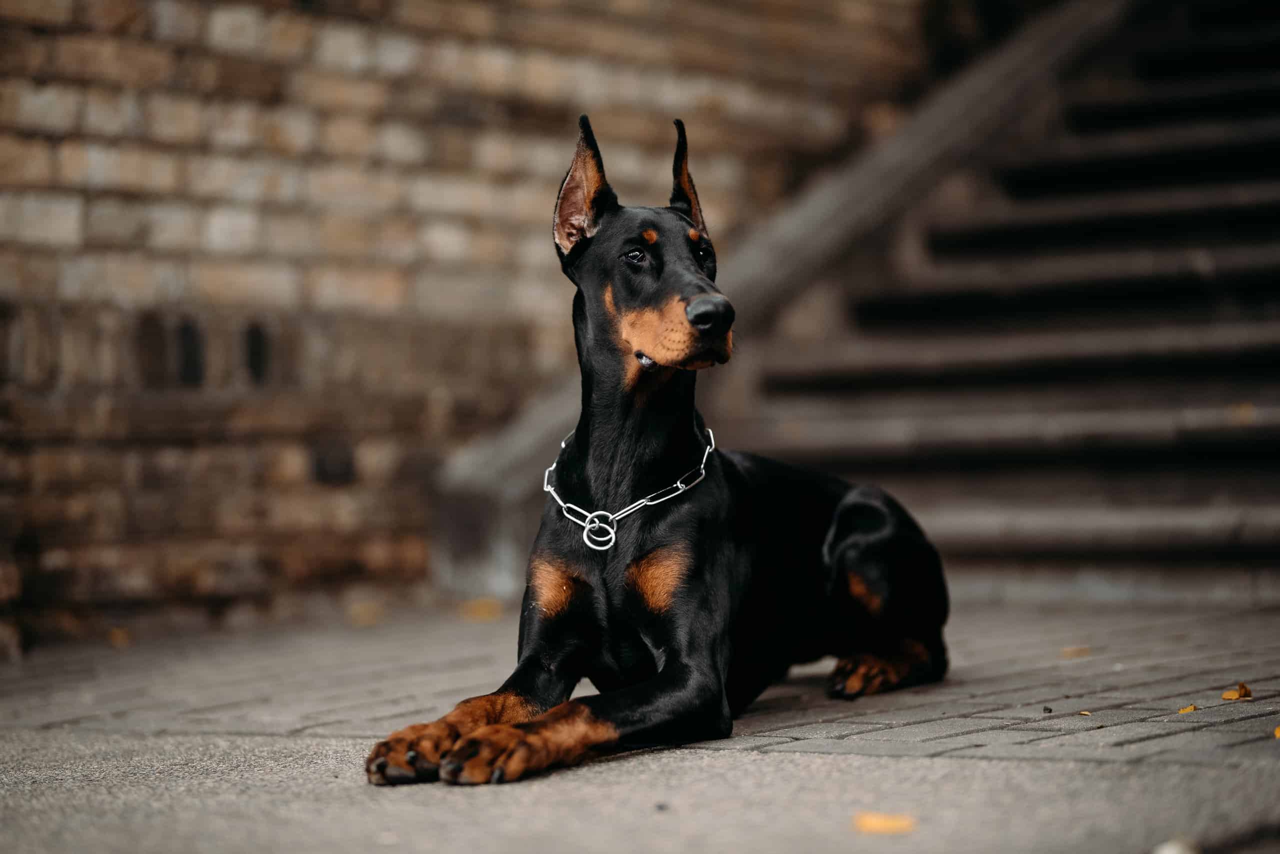 接受治疗后的杜宾犬