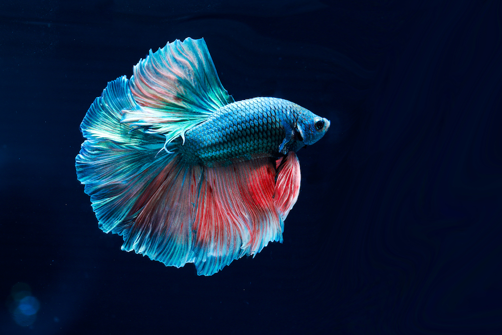 饲养泰国斗鱼是否需要特别注意水族箱的大小和深度？