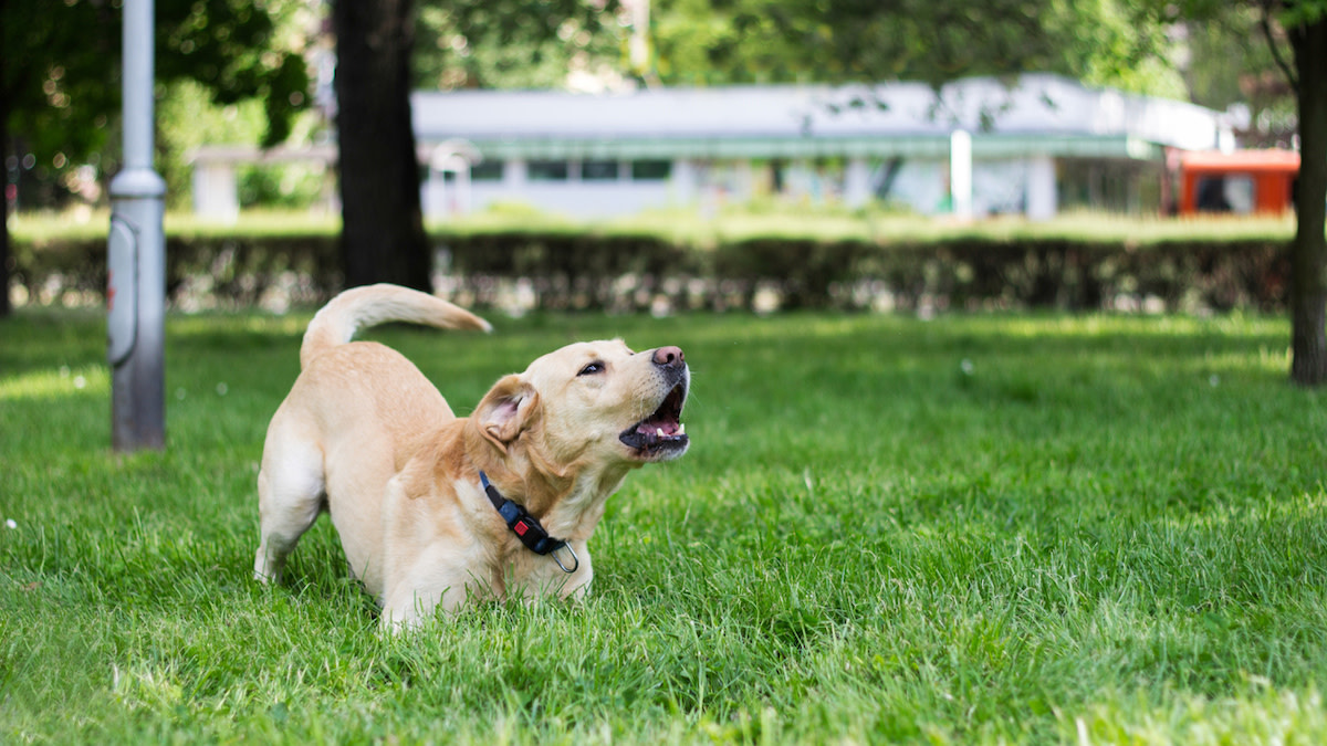 正在狂吠的拉布拉多犬