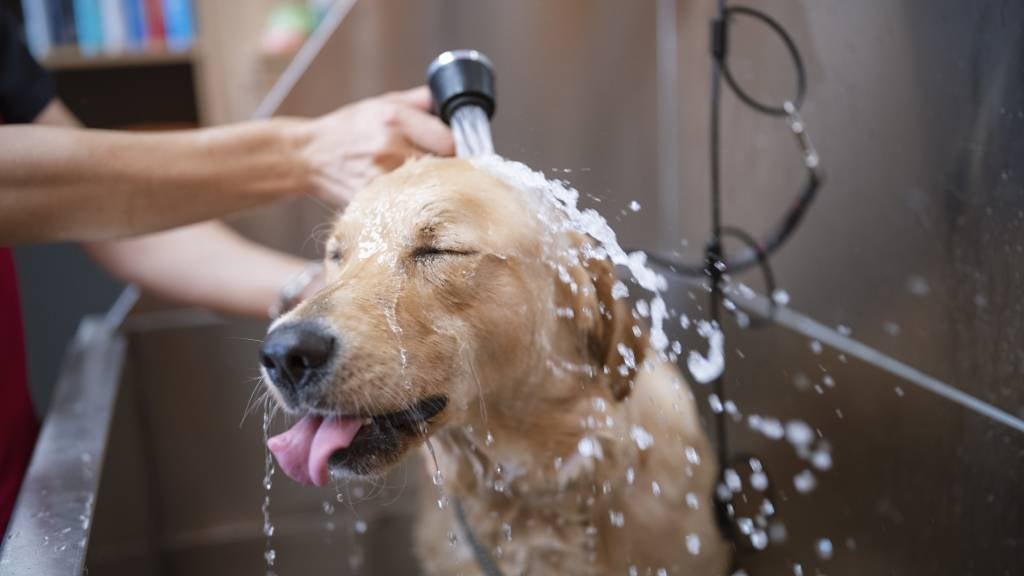 拉布拉多犬需要多久洗一次澡？