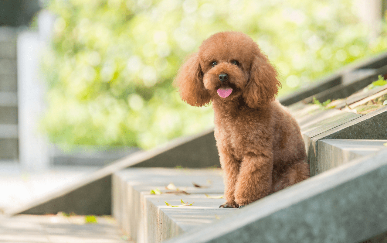 正在接受训练的泰迪犬