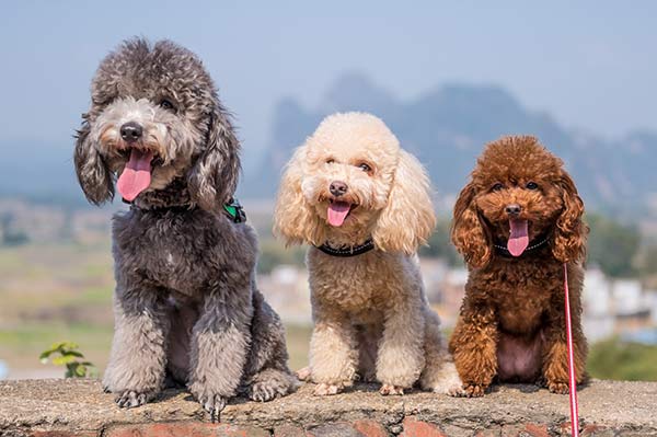 三只泰迪犬在一起玩