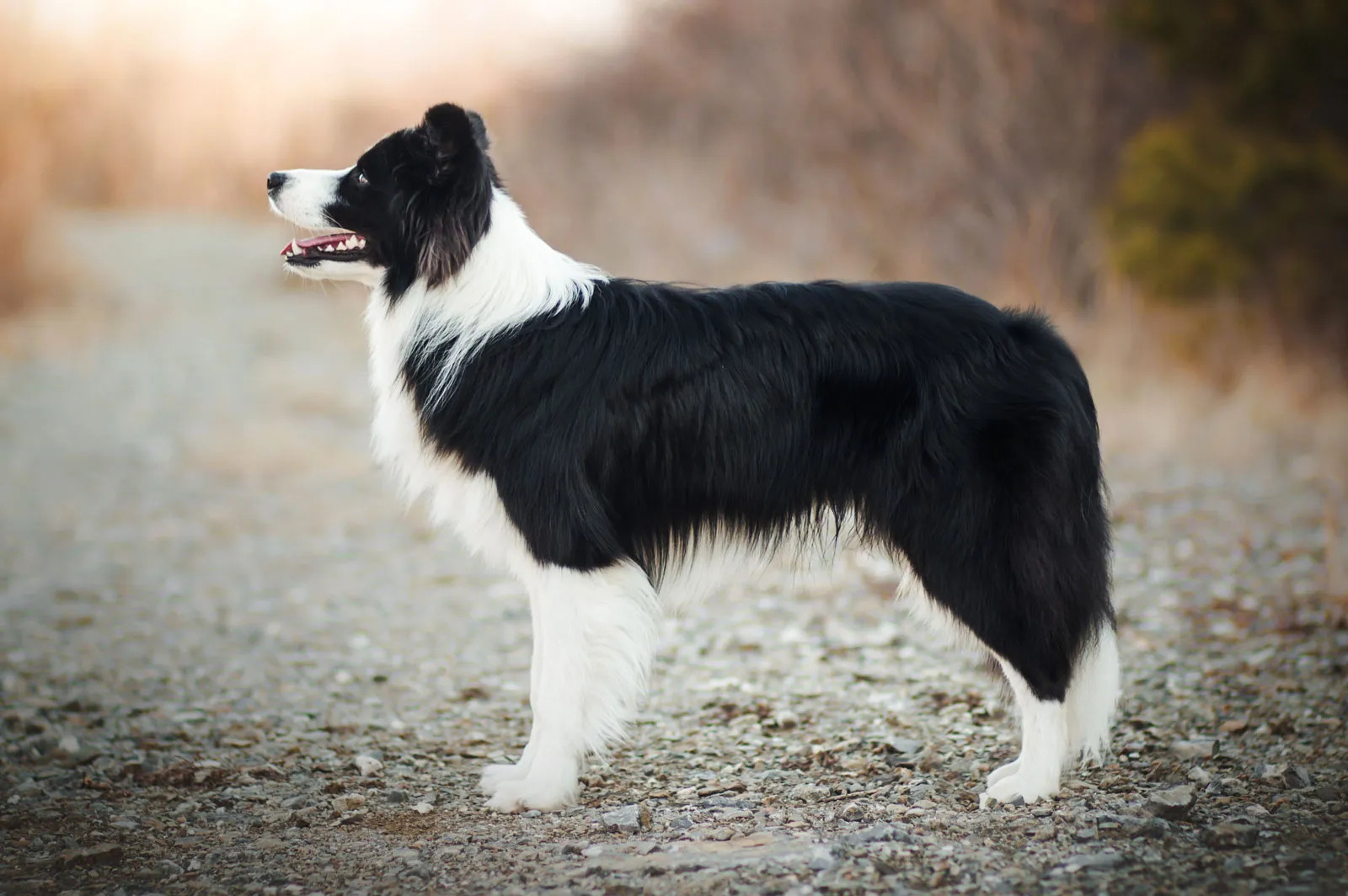 边境牧羊犬训练中最常见的错误是什么？