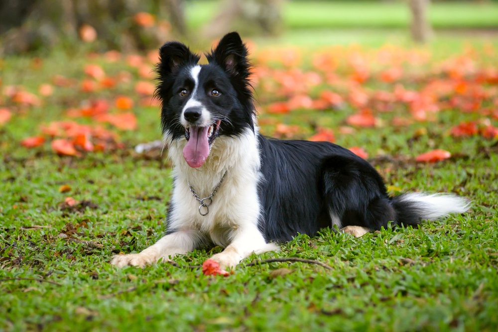外出游玩的边境牧羊犬