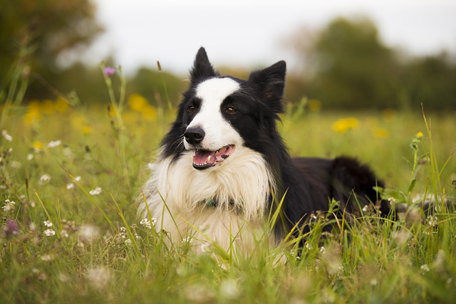 如何增强边境牧羊犬的免疫力？