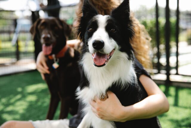 主人与边境牧羊犬、拉布拉多犬一起玩耍