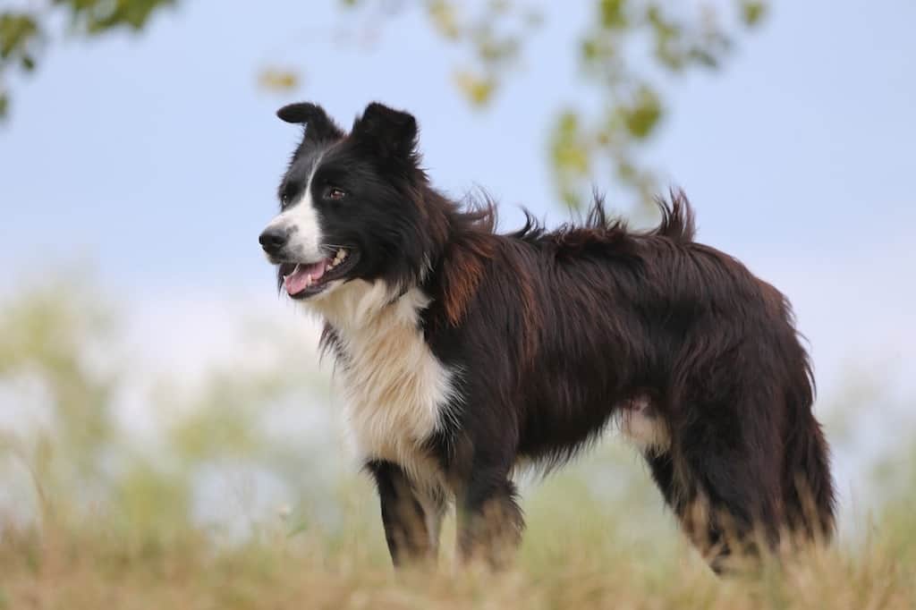 如何处理边境牧羊犬的毛发打结问题？