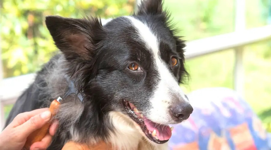 主人在帮边境牧羊犬解开打结的毛发
