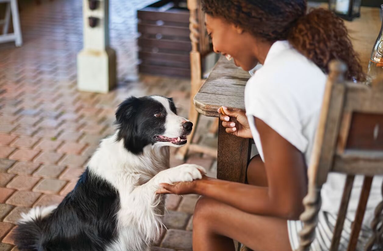 边境牧羊犬如何学会“握手”指令？