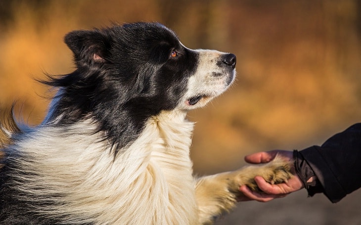 接受每日握手训练的边境牧羊犬
